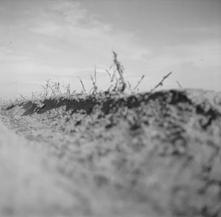 Salt marsh edge