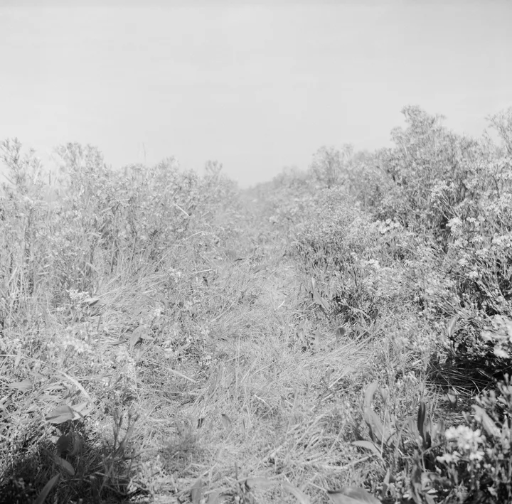 Ditch