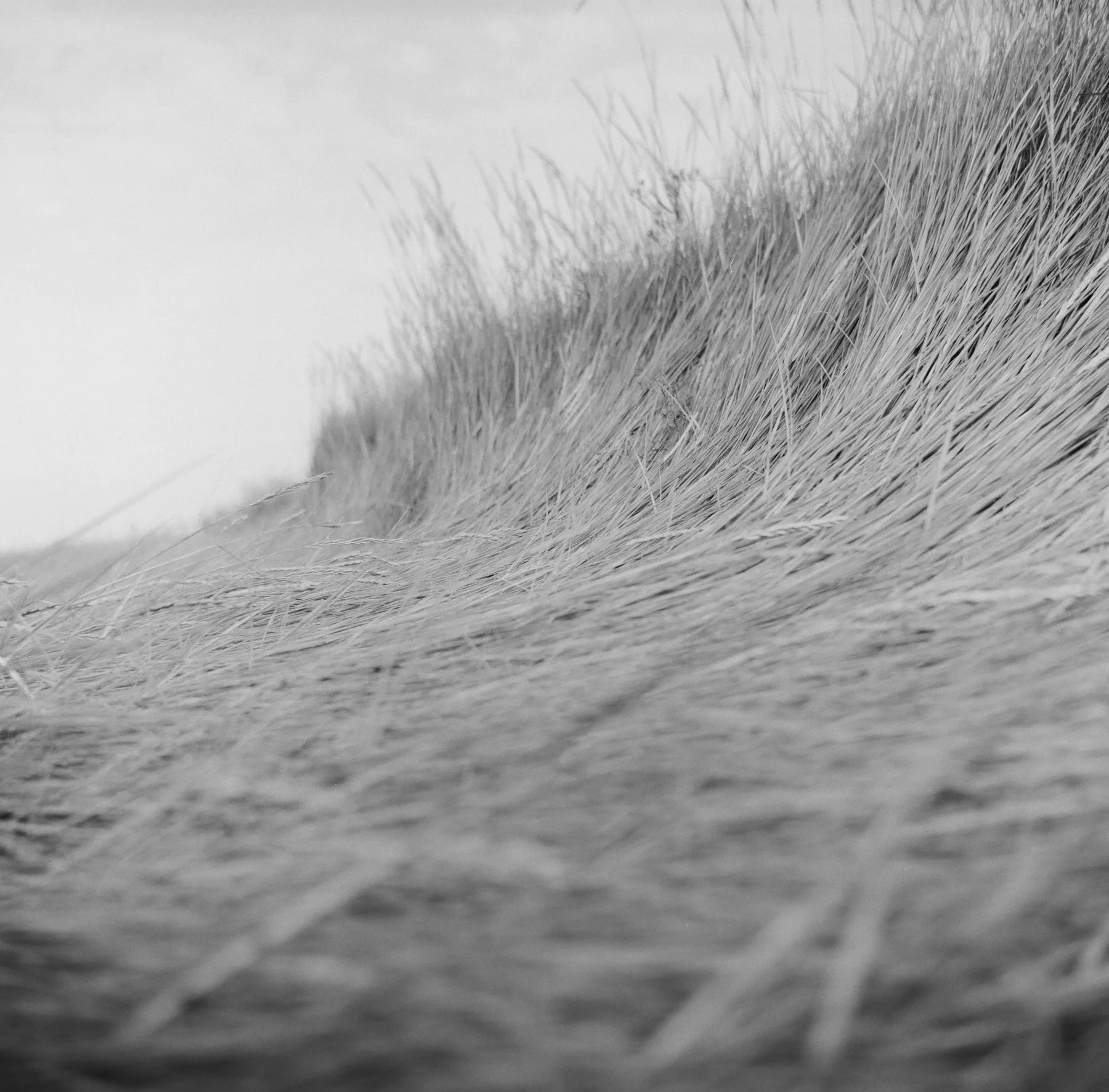 Grass, wave, AN.127.1