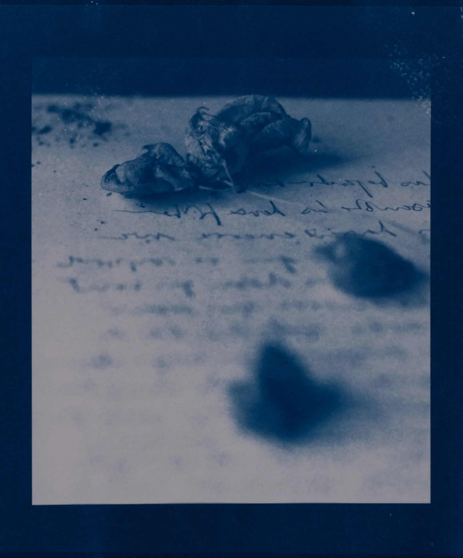 Letter and seeds, CY.120.1