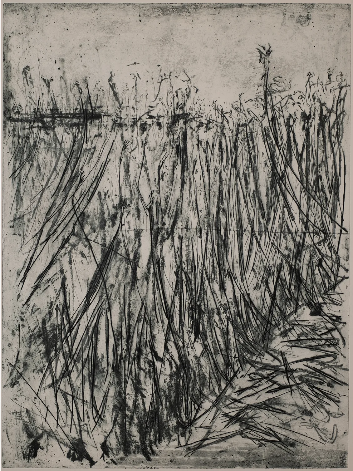Reed, large, DC.16.1