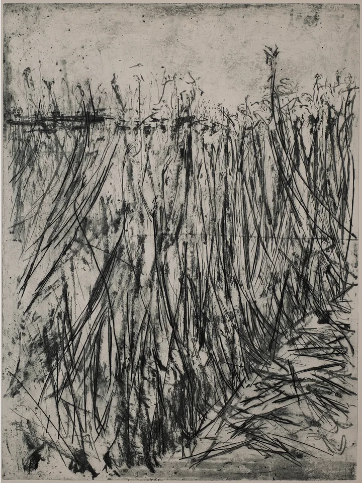 Reed, large