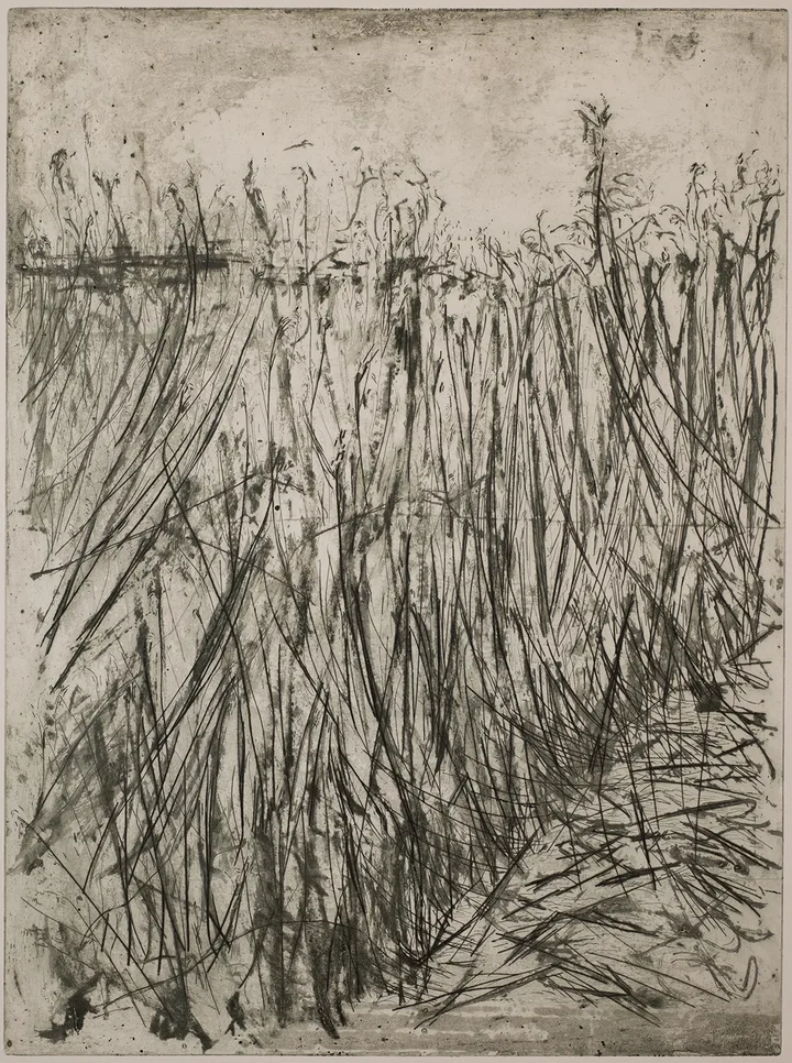 Reed, large — impression 2