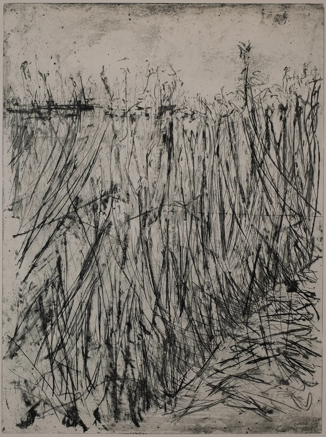 Reed, large, DC.16.3