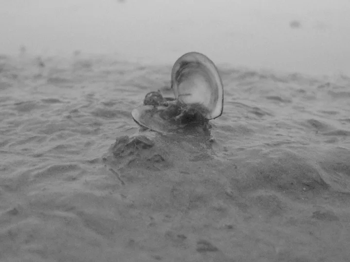 Shell on the wad