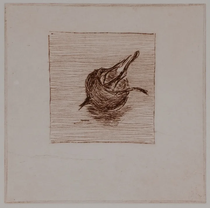 Medlar, solo — impression 2