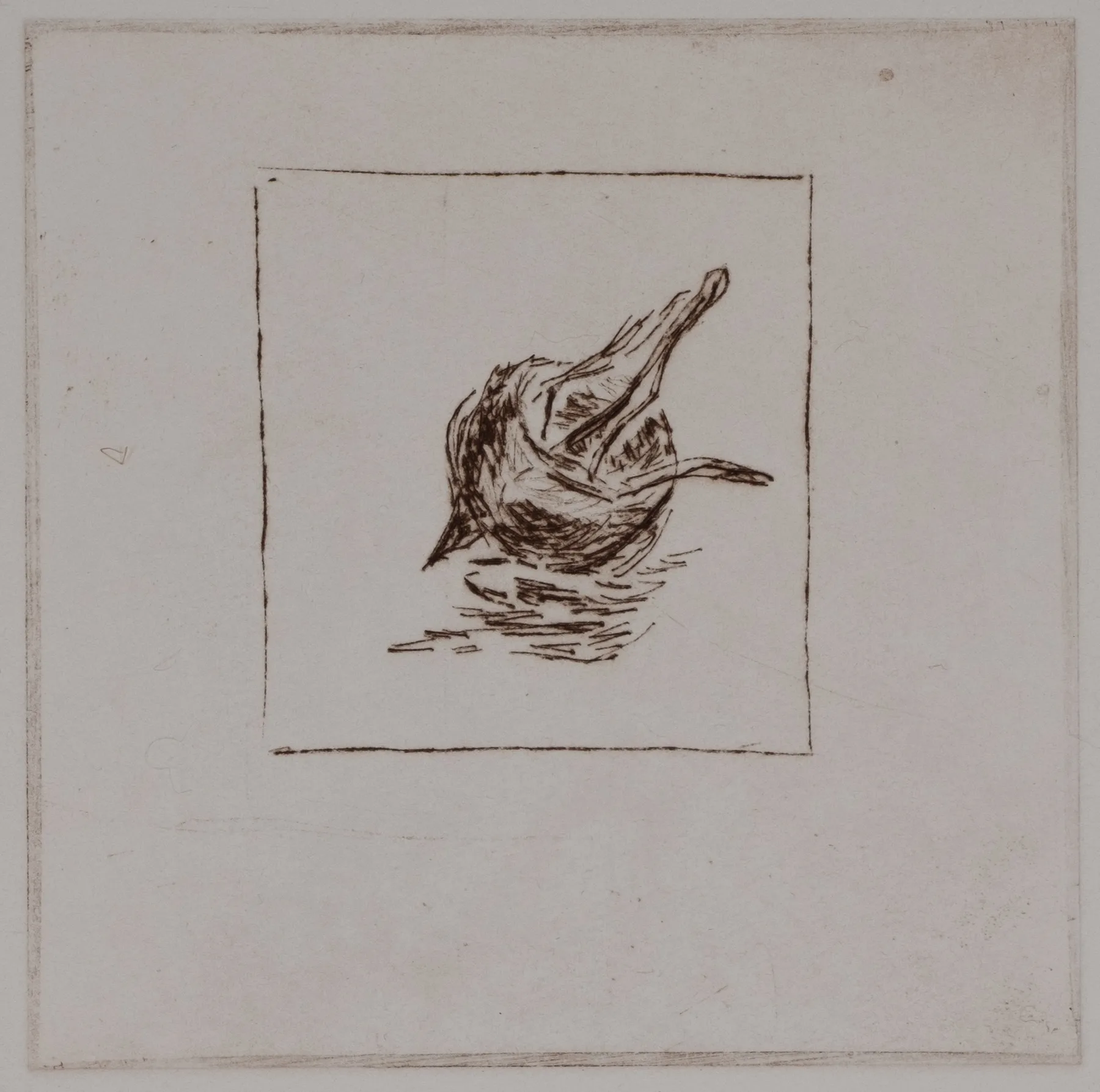 Medlar, solo, DP.73.4