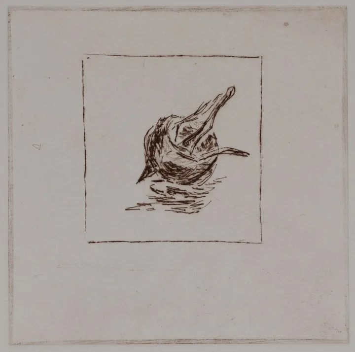 Medlar, solo — impression 4