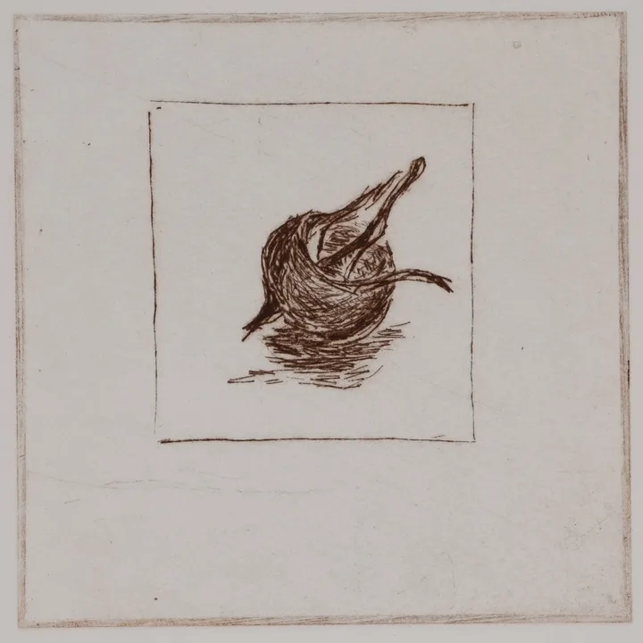 Medlar, solo — impression 5