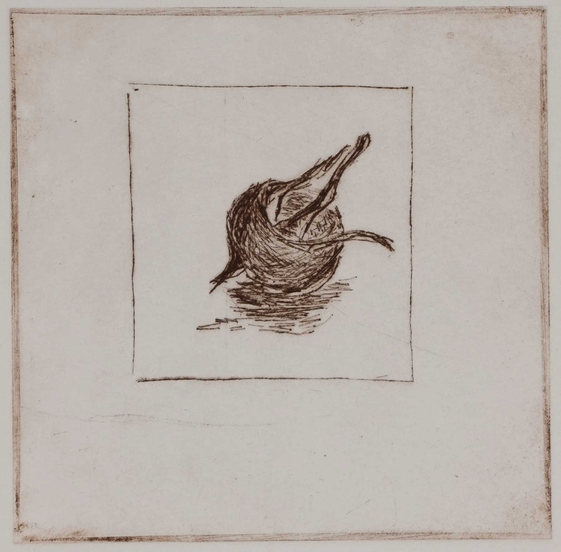 Medlar, solo, DP.73.6