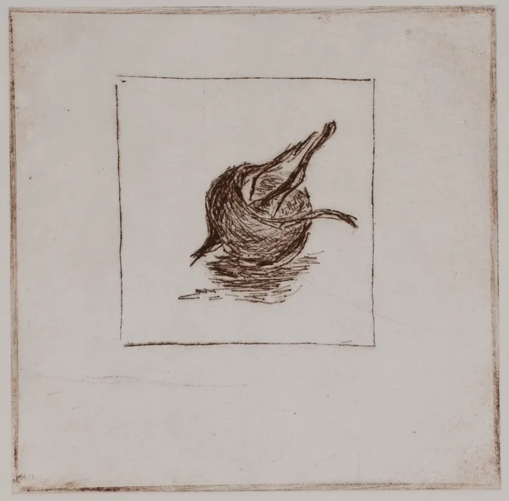 Medlar, solo — impression 6