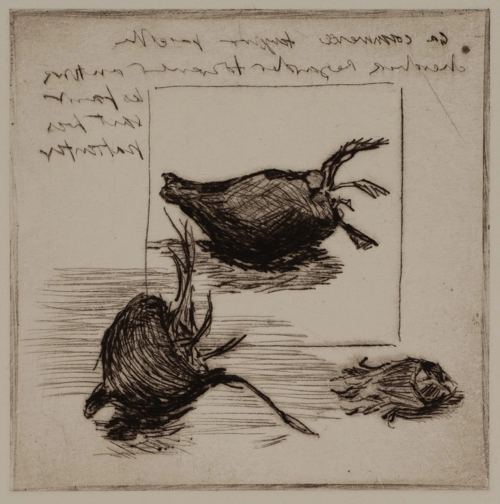 Medlar, hazelnut, DP.75.1