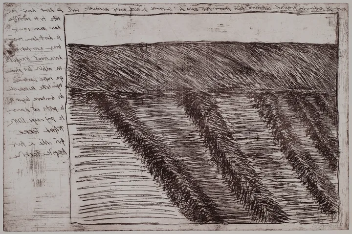Rows of potatoes