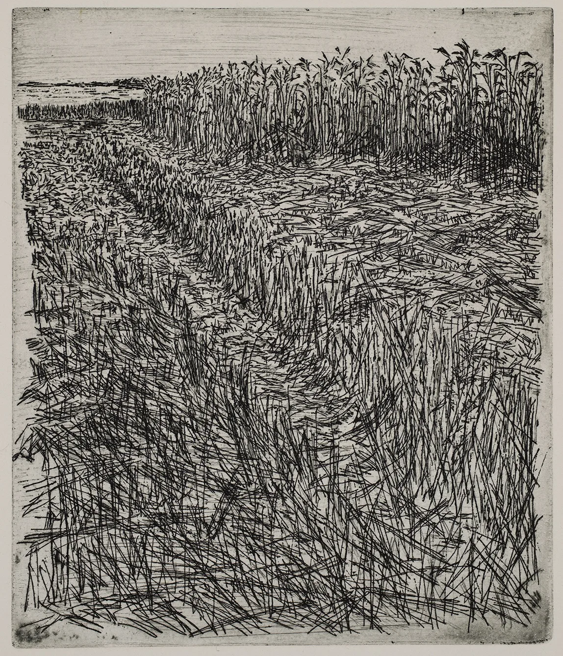 Grain field, dye, ET.71.1