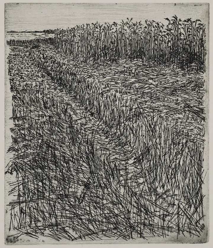 Grain field, dye