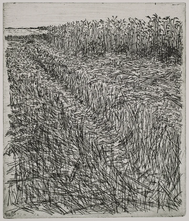 Grain field, dye — impression 10