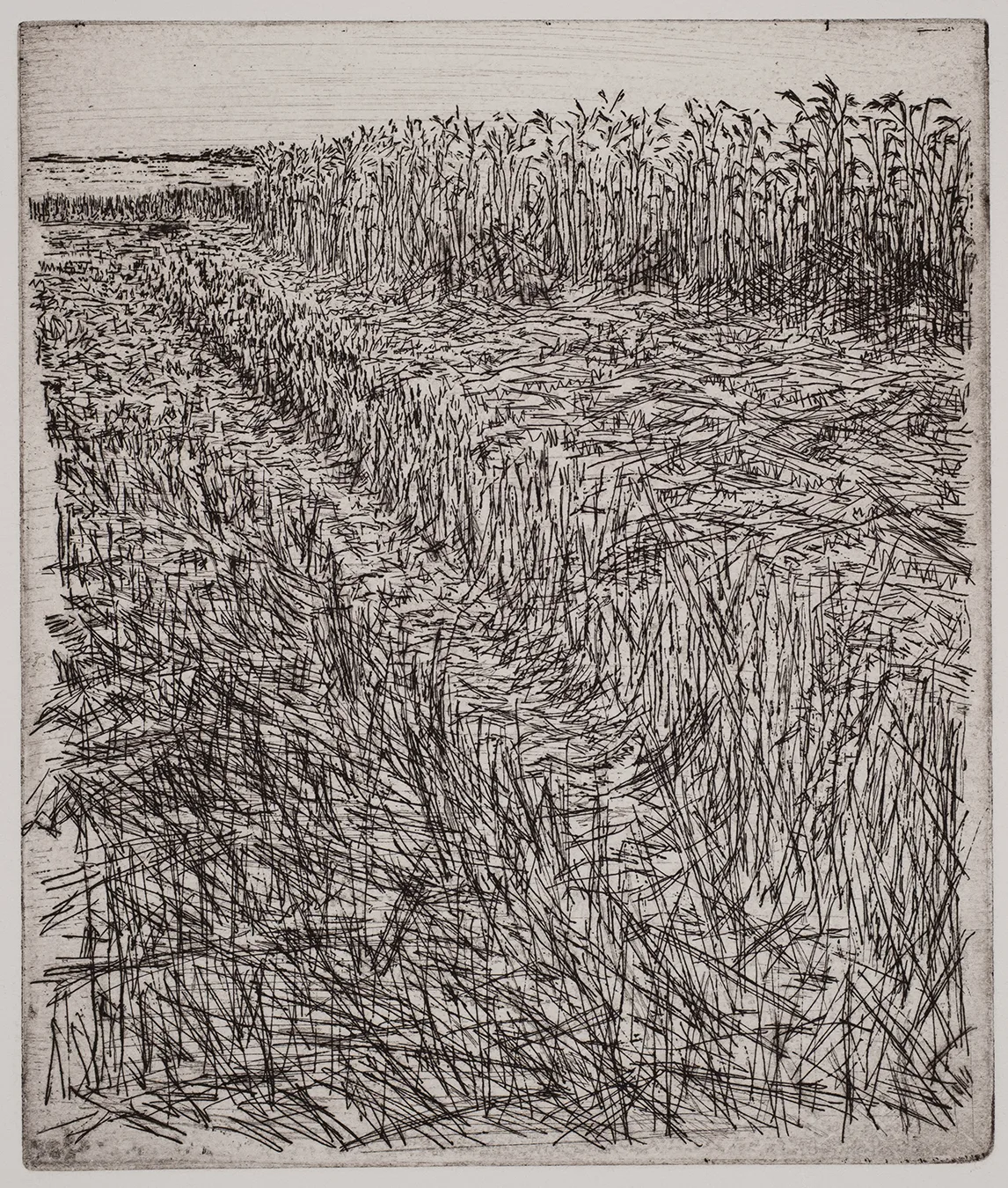 Grain field, dye, ET.71.11
