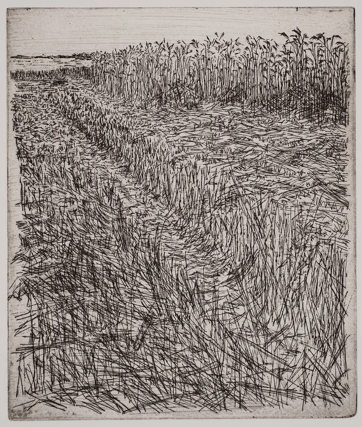 Grain field, dye — impression 11