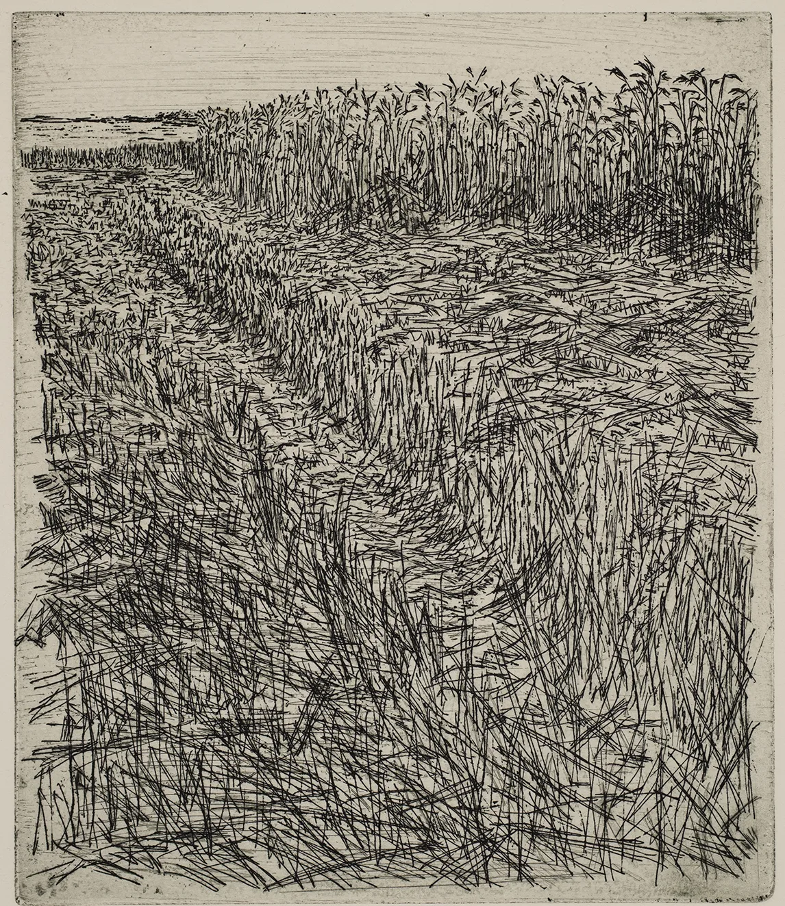 Grain field, dye, ET.71.2