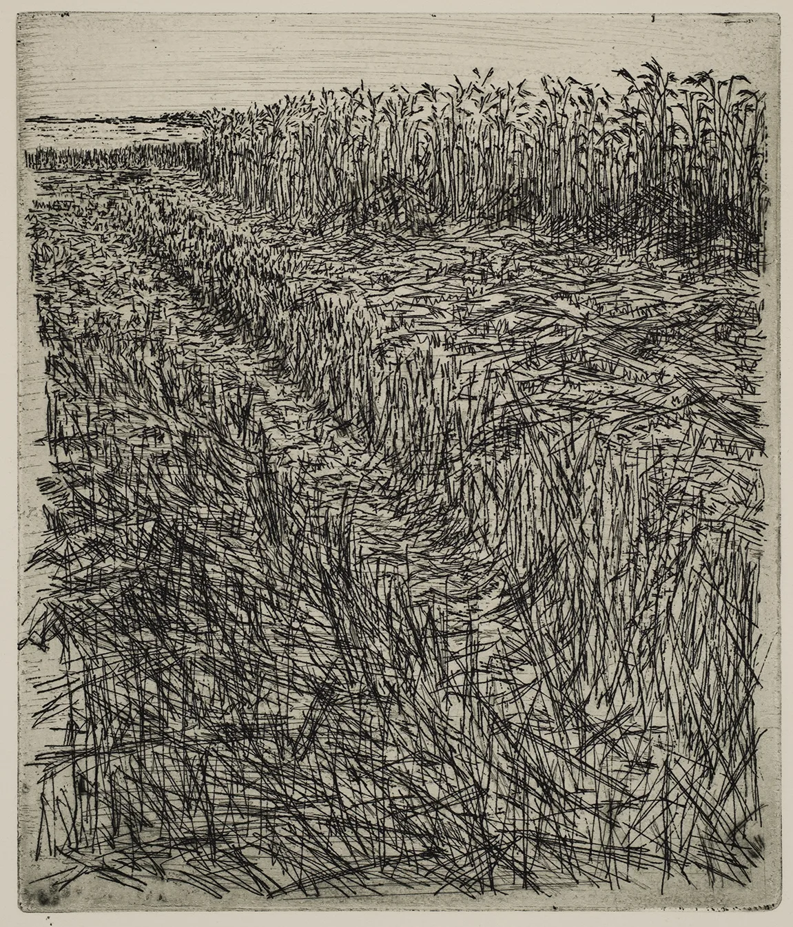 Grain field, dye, ET.71.3