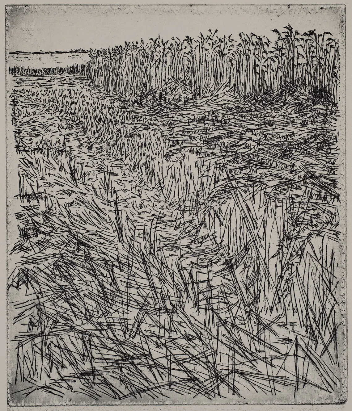 Grain field, dye, ET.71.4