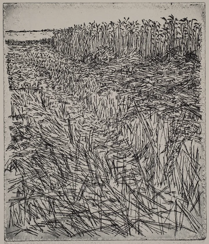 Grain field, dye — impression 4