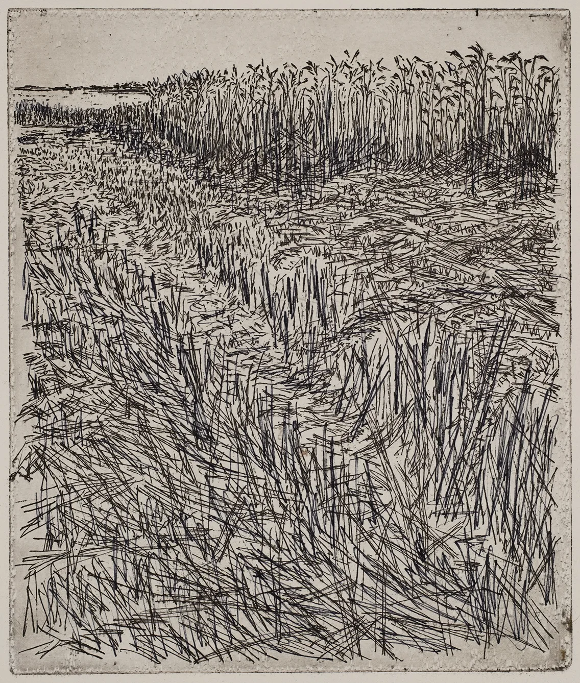Grain field, dye, ET.71.5