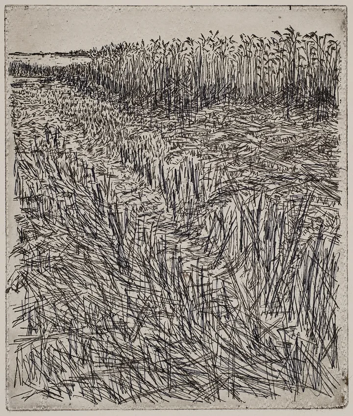 Grain field, dye — impression 5