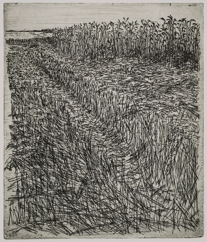 Grain field, dye — impression 6