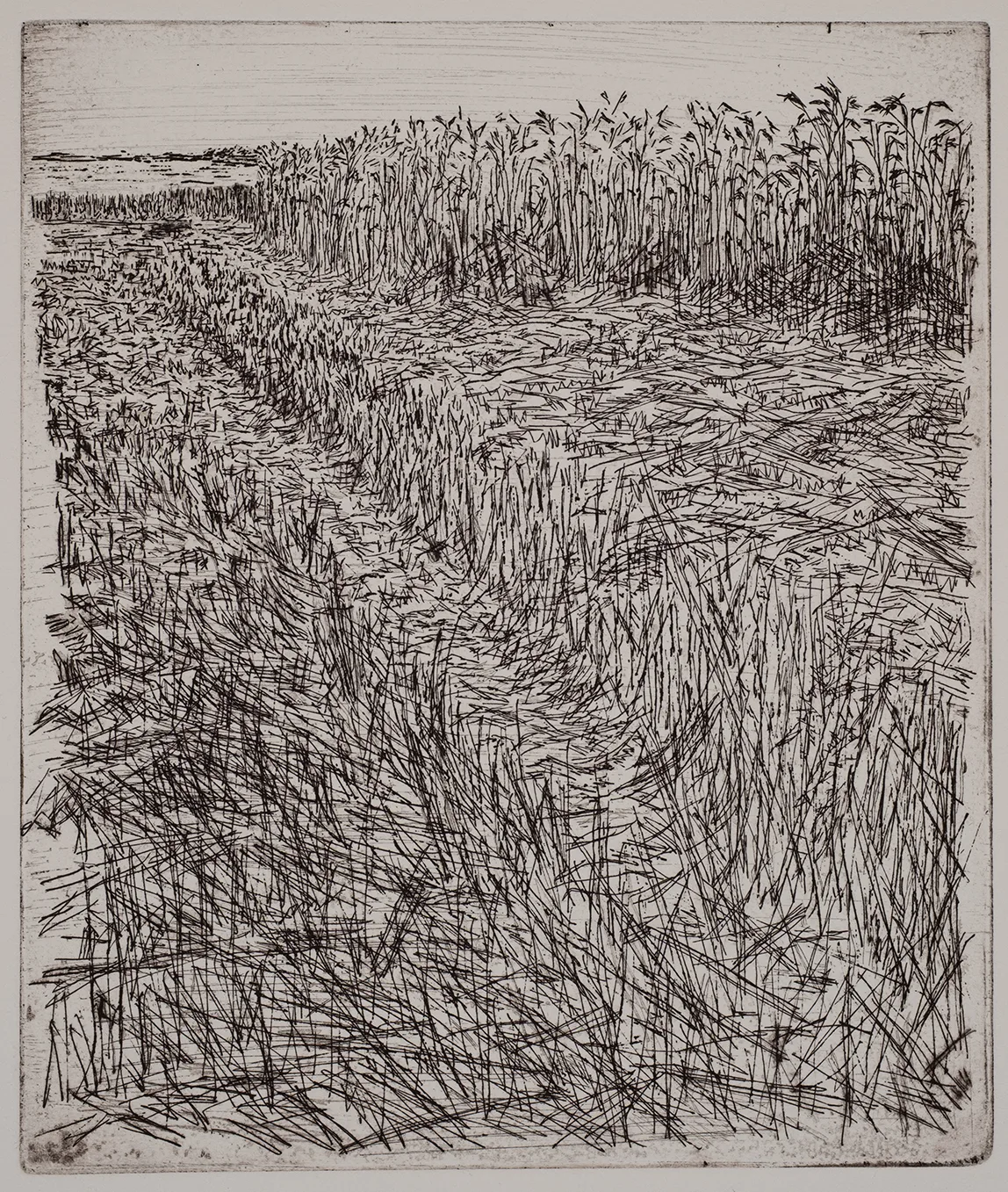 Grain field, dye, ET.71.7