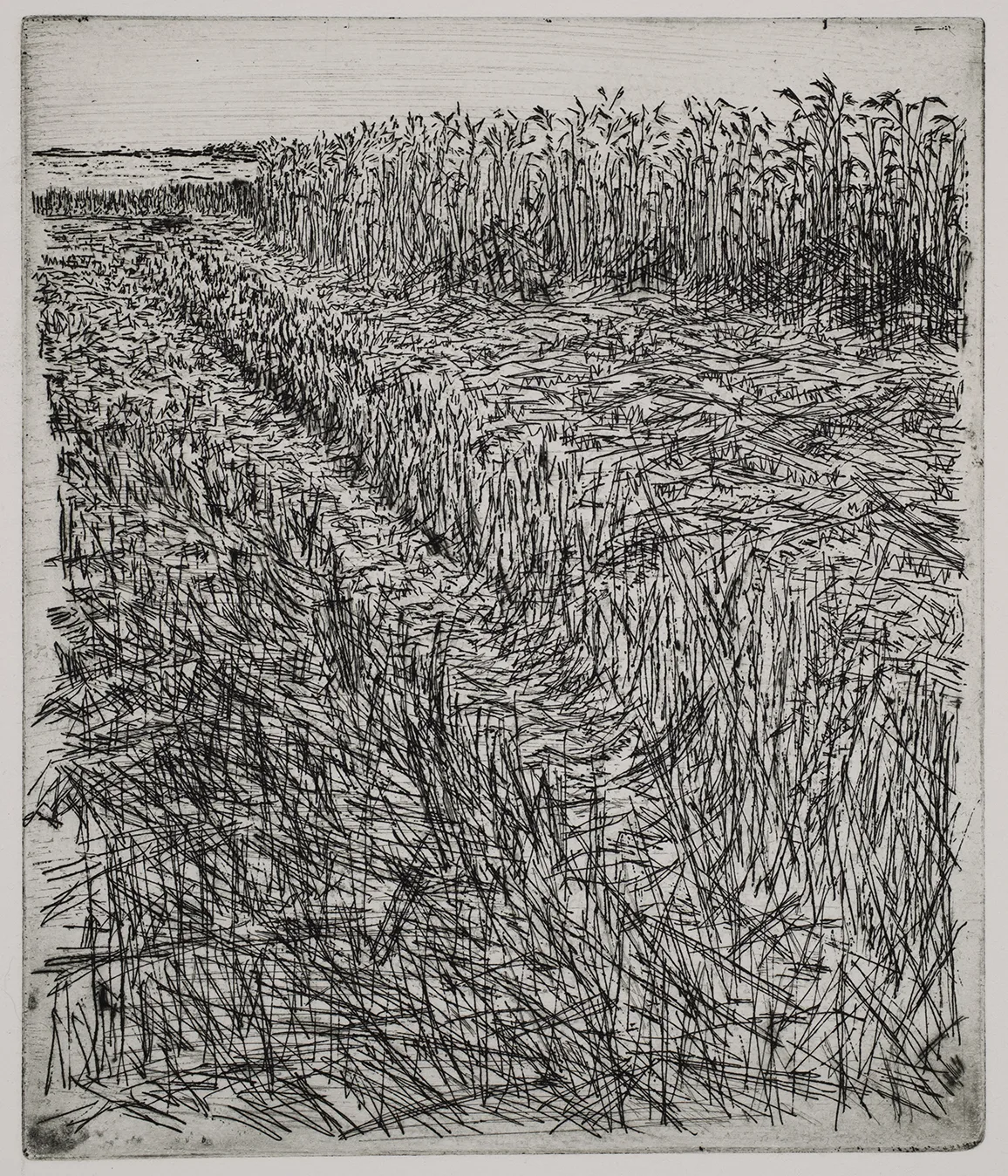 Grain field, dye, ET.71.8