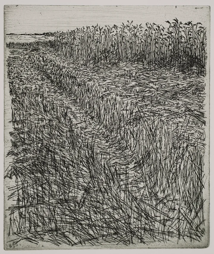 Grain field, dye — impression 9