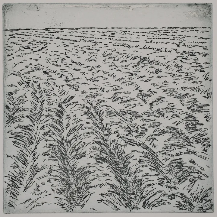 Tilled soil, winter