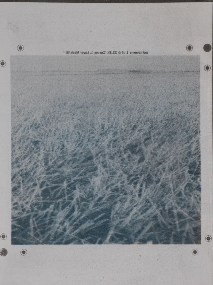 Grass, duotone