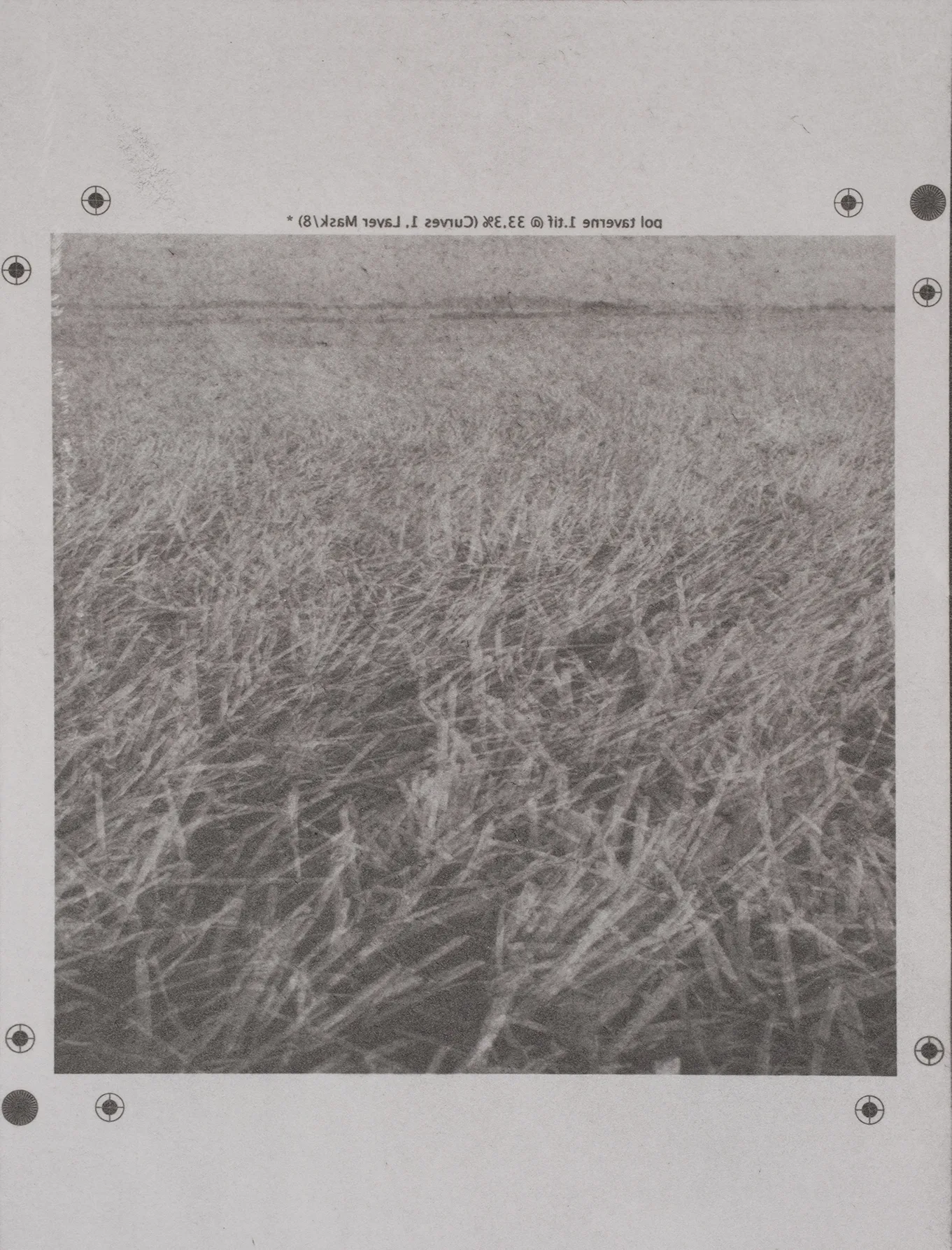 Grass, black and white, GP.93.3