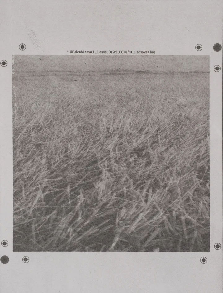 Grass, black and white