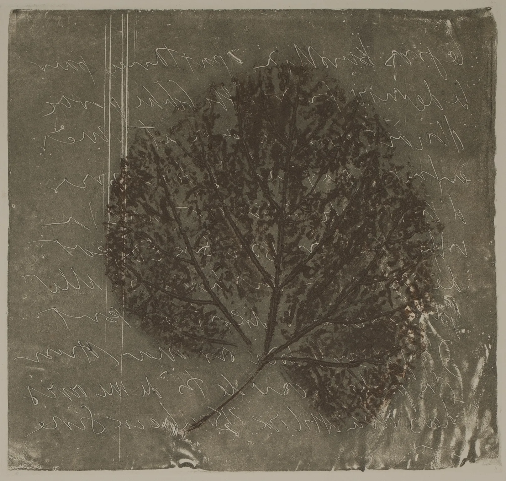 Lead and leaf, MO.51.3
