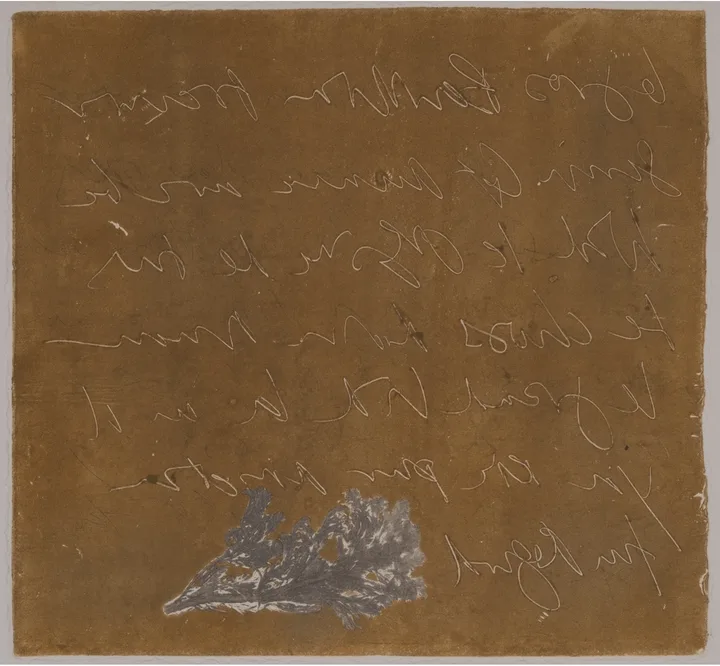 Seriphidium maritimum — impression 2