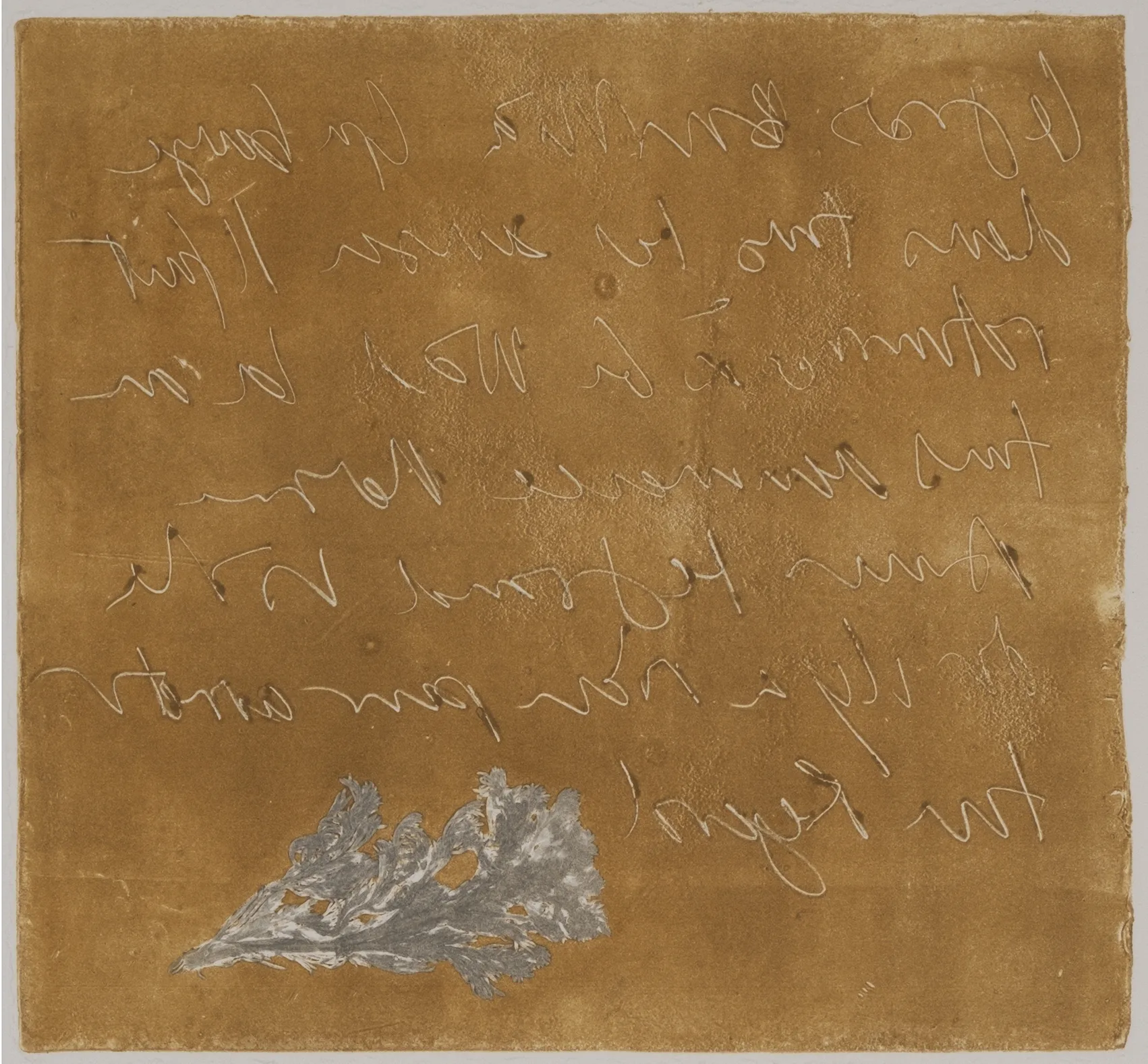 Seriphidium maritimum, MO.56.3