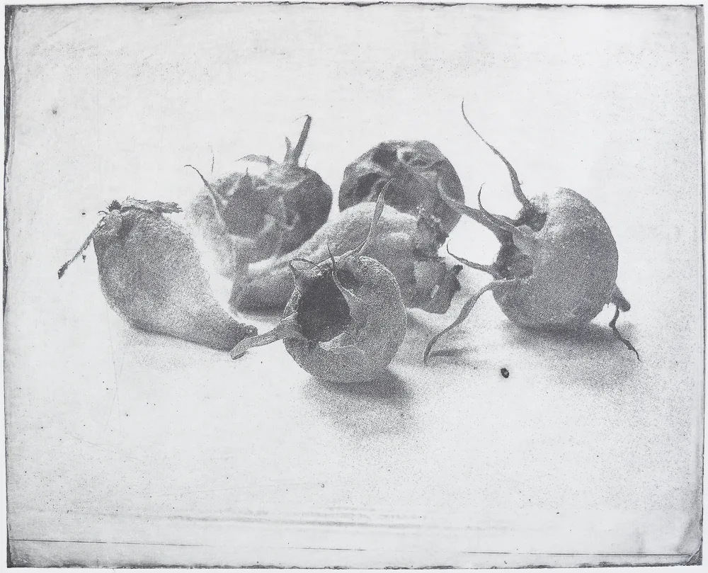 Medlar and quince, PP.100.1
