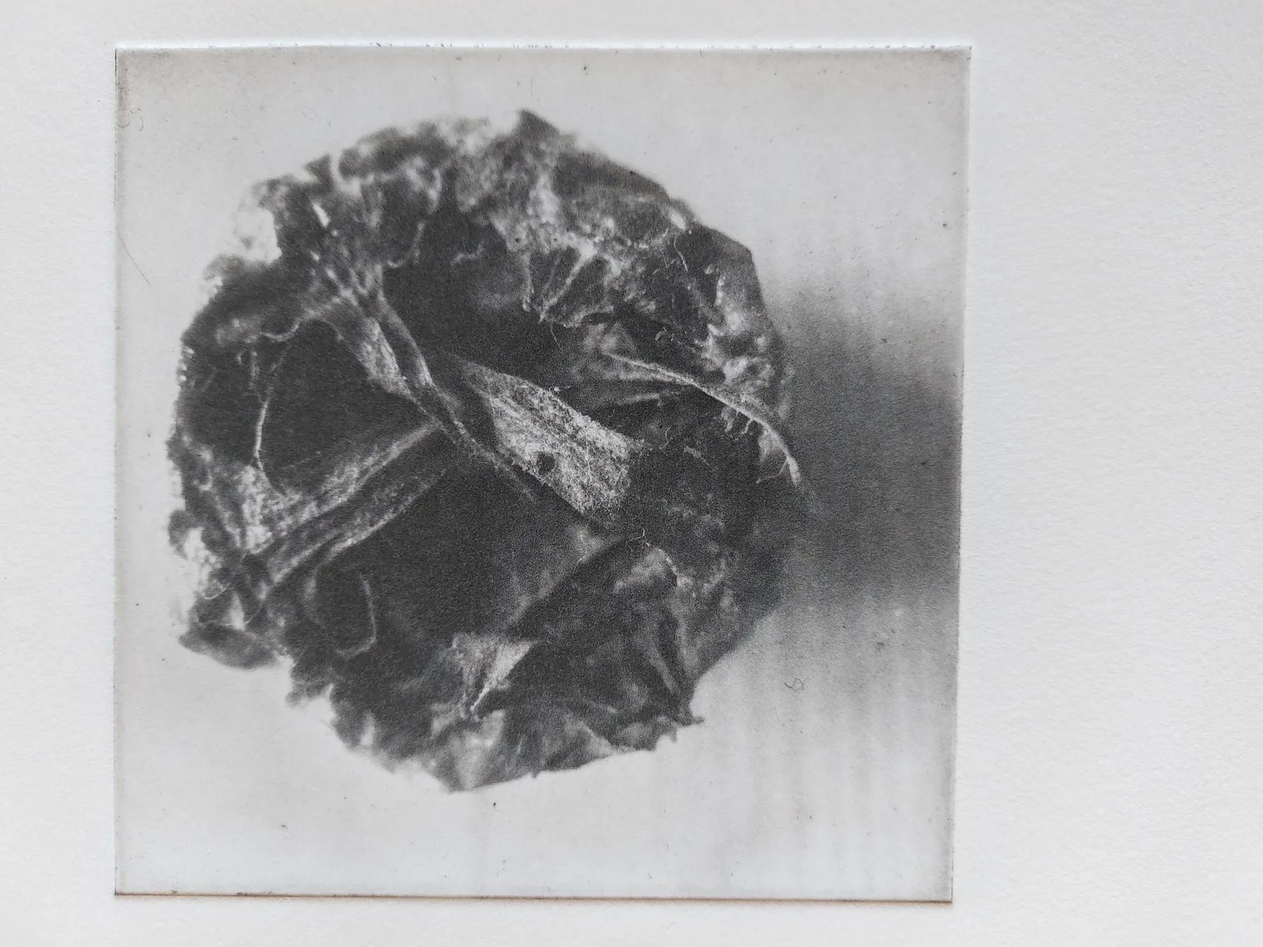 Medlar, PP.101.1