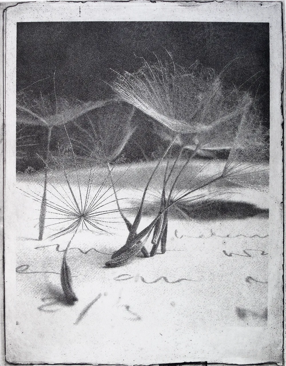 Goat's beard, PP.102.1