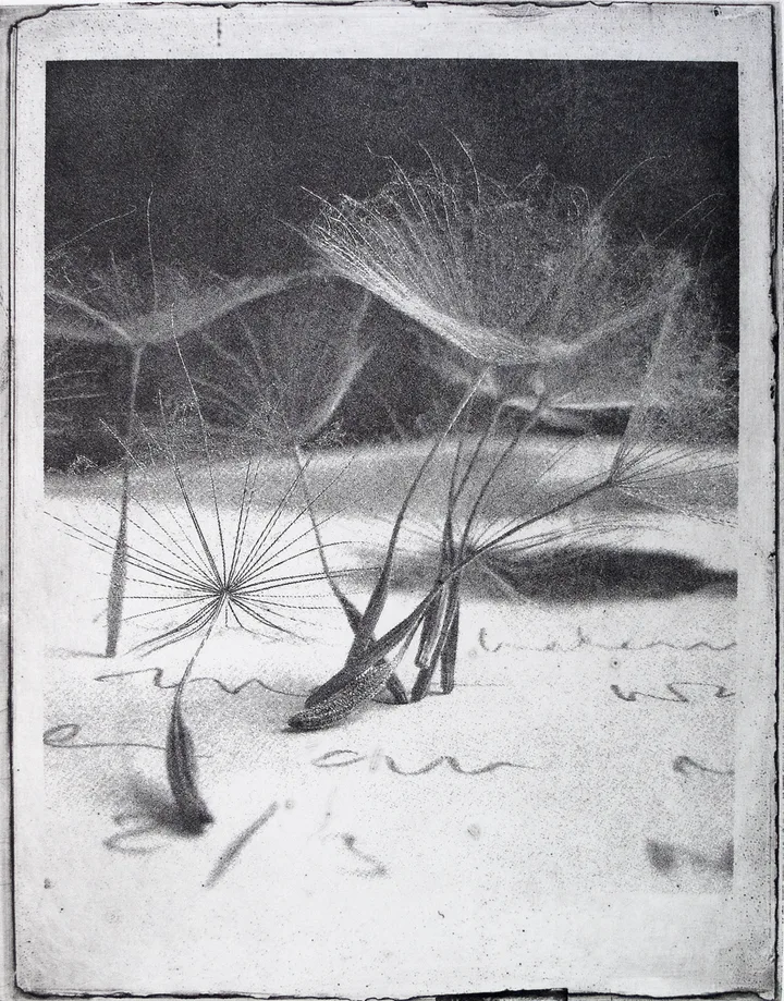 Goat's beard