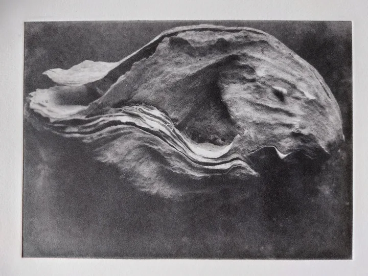 Shell