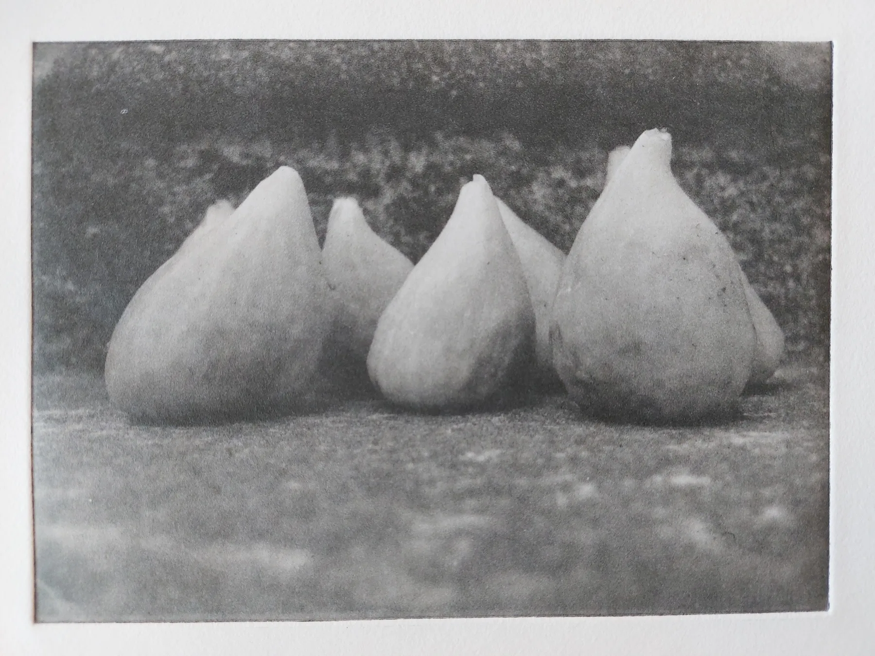 Figs, PP.104.1