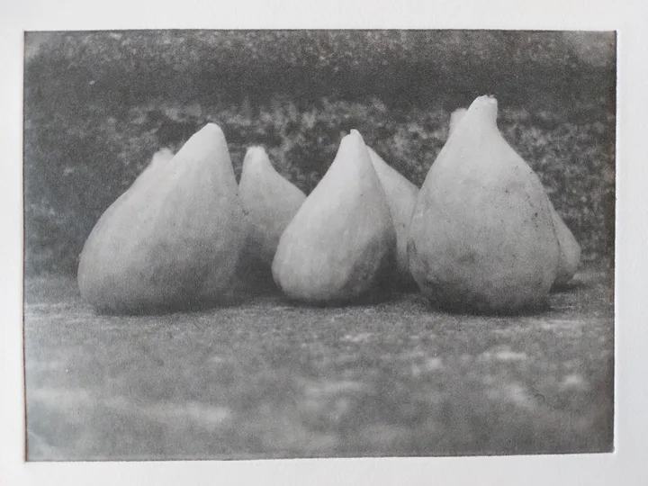 Figs