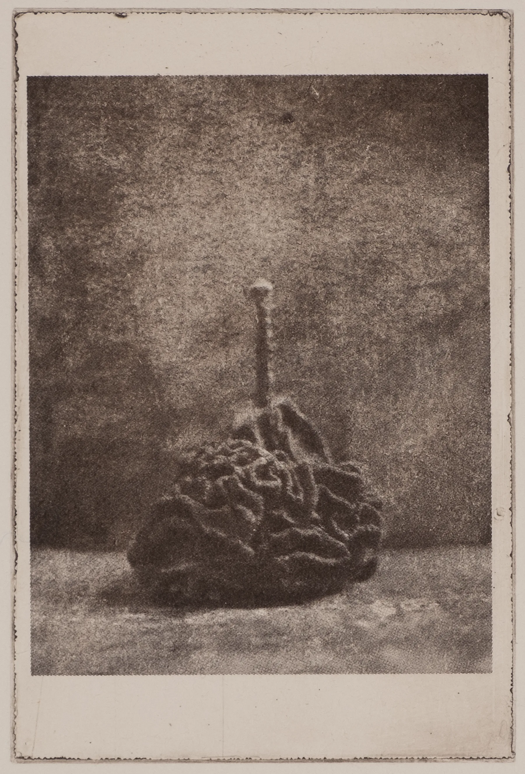 Wrinkled pear, PP.106.1