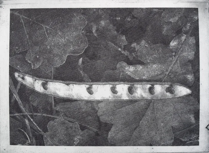 Pod
