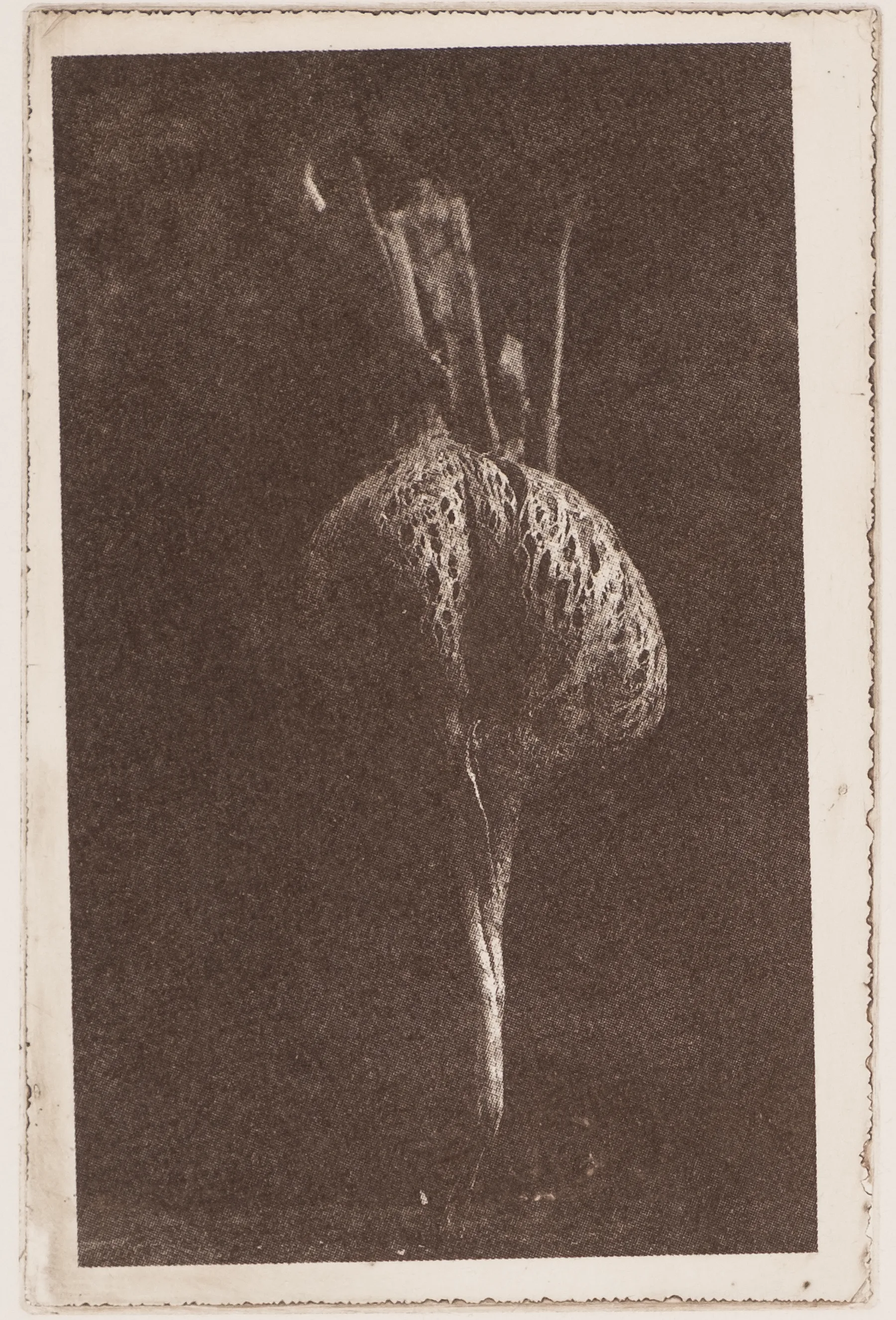 Radish, PP.108.1