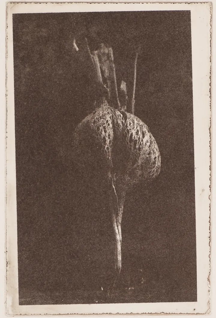 Radish